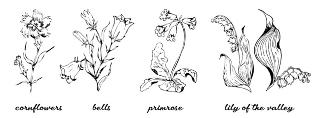 Bundle of detailed botanical drawings of blooming wildflowers,  lily of the valley, primrose, bells, cornflowers. Doodle blossom decorative floral elements set. Vector illustration.