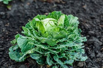 Brassica oleracea, Background of cabbage, headed cabbage leaves. Dew drops on a leaf of cabbage. Green juicy color of the plant. big fresh white cabbage