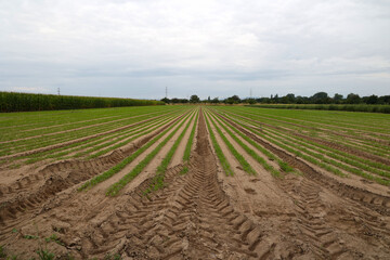 Fototapeta na wymiar Agricultural field with green shoots of carrots
