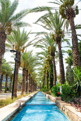 Street with tropical palm trees and blue water fountain. Date fruit palms. Summer vacation and travel concept.