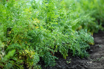 bed with Growing Daucus carota subsp. sativus, eastern carrots and western carrots in garden. Organic Carrot tops above ground.