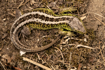 Sand lizard (Lacerta agilis) male basking on earth bank in Swiss village