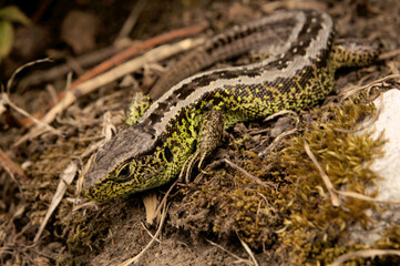 Sand lizard (Lacerta agilis) male basking on earth bank in Swiss village