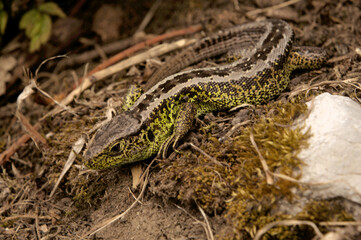 Sand lizard (Lacerta agilis) male basking on earth bank in Swiss village