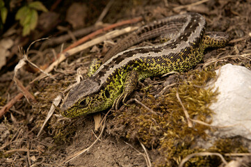 Sand lizard (Lacerta agilis) male basking on earth bank in Swiss village