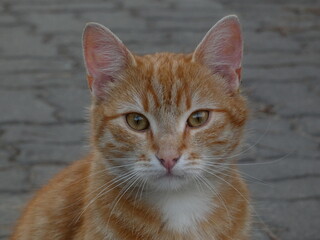 Obraz premium Portrait of cute ginger cat with amber eyes