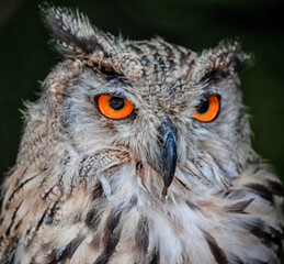 close up of an siberian uhu