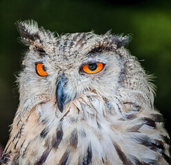 close up of an siberian uhu