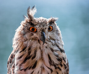 close up of an siberian uhu