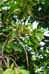 Aguacate