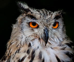 close up of an siberian uhu