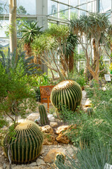 Kaktusy w palmiarni. Ogród botaniczny, Frankfurt nad Menem