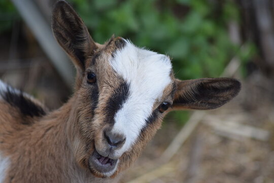 Capra Tibetana