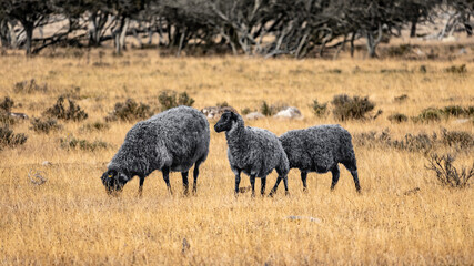 Cute black and gray sheep close up in dry landscape during warm and sunny summer with blurry background