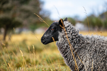 Cute black and gray sheep close up in dry landscape during warm and sunny summer with blurry...
