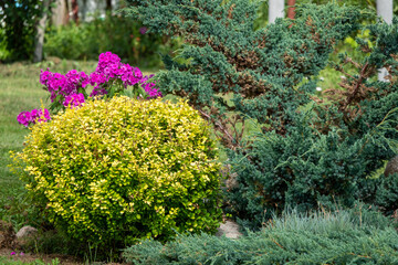 Fototapeta na wymiar The backjard with group of bushes and plants: juniper, phlox, peony, thuja, barberry in front of house wall. Garden design