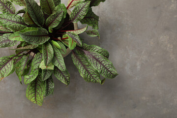 Sorrel plant on grey table, top view. Space for text