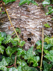 Wasp Nest in Ivy showing wasps and entrance