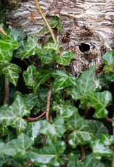 Wasp Nest in Ivy showing wasps and entrance