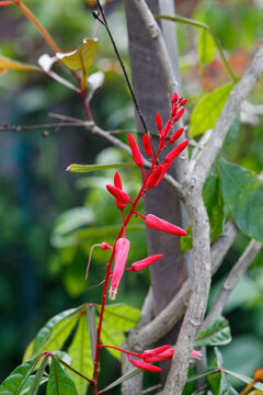 Fleurs de Couachi, Quassia ou Quinine de Cayenne en Guyane française