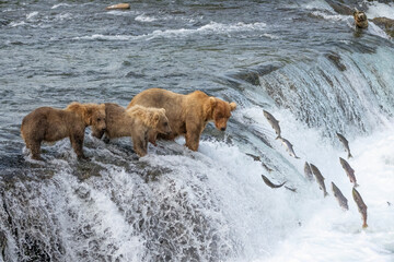 Mother Brown Bear with two yearling cubs watching the fish jump at Brooks Falls in Katmai National...