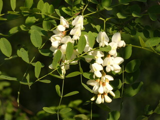 Black locust (Robinia pseudoacacia) - close up of white flowers and green leaves, Gdansk Poland