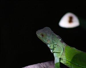 iguana on a branch