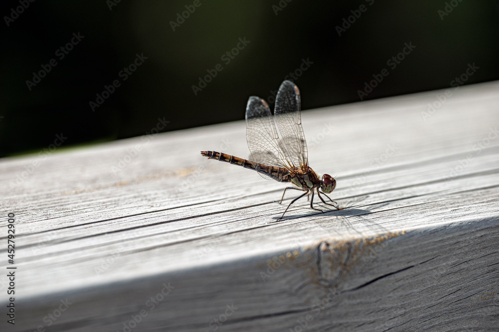 Wall mural dragonfly on wood board