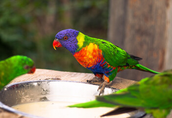 Lorikeet