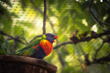 rainbow lorikeet on branch