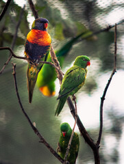 parrots on the branch