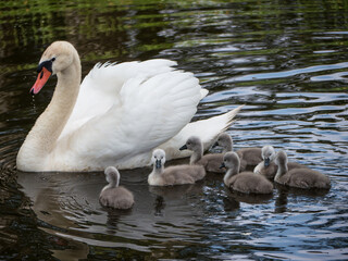 Schwanfamilie