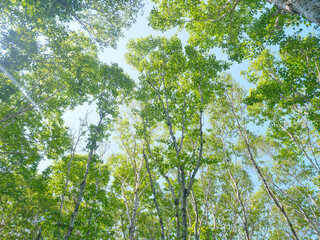 ダケカンバの森