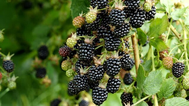 Natural fresh blackberries in garden in 4K VIDEO. Bunch of ripe blackberry fruit - Rubus fruticosus - on branch of plant with green leaves on farm. Organic farming, healthy food, BIO viands.