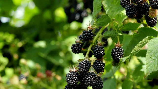 Natural fresh blackberries in garden in 4K VIDEO. Bunch of ripe blackberry fruit - Rubus fruticosus - on branch of plant with green leaves on farm. Organic farming, healthy food, BIO viands.