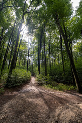 Fototapeta premium Forest path in Sonsbeek, Arnhem
