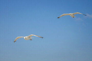 Two seagulls are flying against the blue sky. Seabirds gracefully spoil in the air.