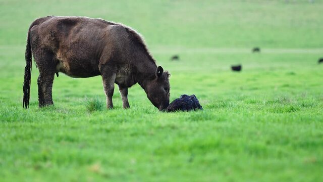 Baby calf and cow drinking milk for the first time, on a farm in Australia.