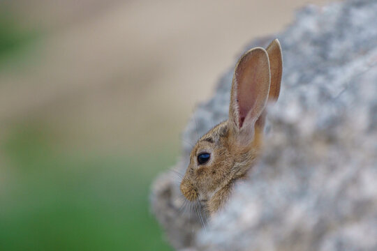 Detail of rabbit (Oryctolagus cuniculus) head, with out of focus background.