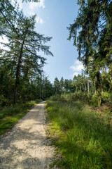 Fototapeta na wymiar Forest landscape south of Groesbeek