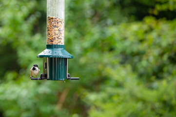 Coal tit, periparus ater, perched on a bird feeder
