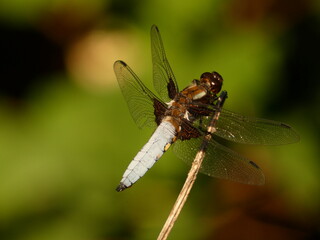 Broad-bodied chaser (Libellula depressa) - big blue dragonfly on dry stick, Gdansk, Poland