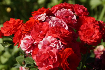 red rose bush