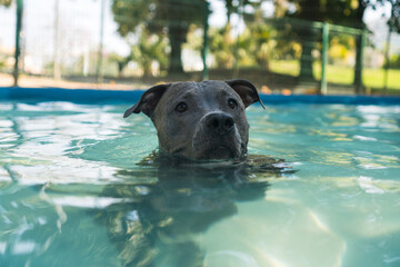 Pit bull dog swimming in the pool in the park. Sunny day in Rio de Janeiro.