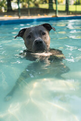 Pit bull dog swimming in the pool in the park. Sunny day in Rio de Janeiro.