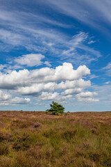 Tree on meadow