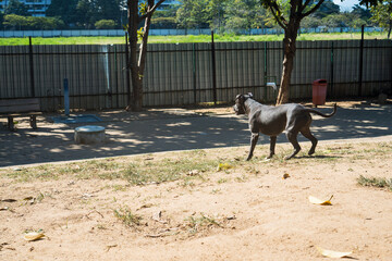 Pit bull dog playing in the park. The pitbull takes advantage of the sunny day to have fun.