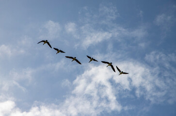 Geese flying