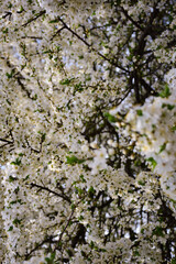 Tree branches blooming with white flowers all over the frame. The front branch is in focus and the background is blurred