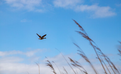 Geese flying